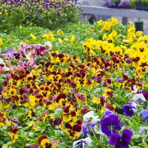 Annual Flower Seedlings