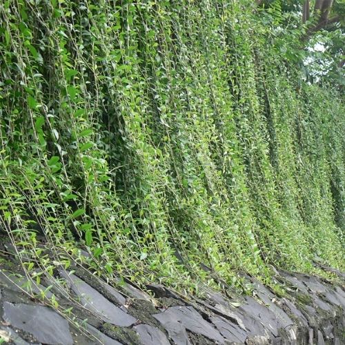 Creeper Plants