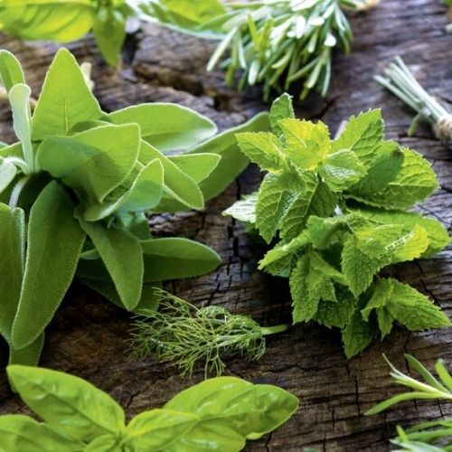 Medicinal Plants