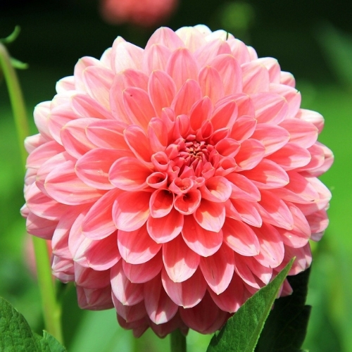 Ornamental Plants