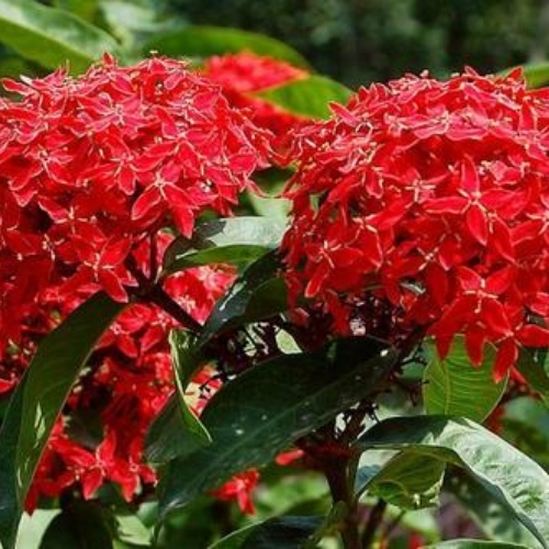 Shrubs